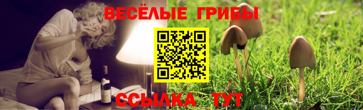 Псилоцибиновые грибы Psilocybe Вязники